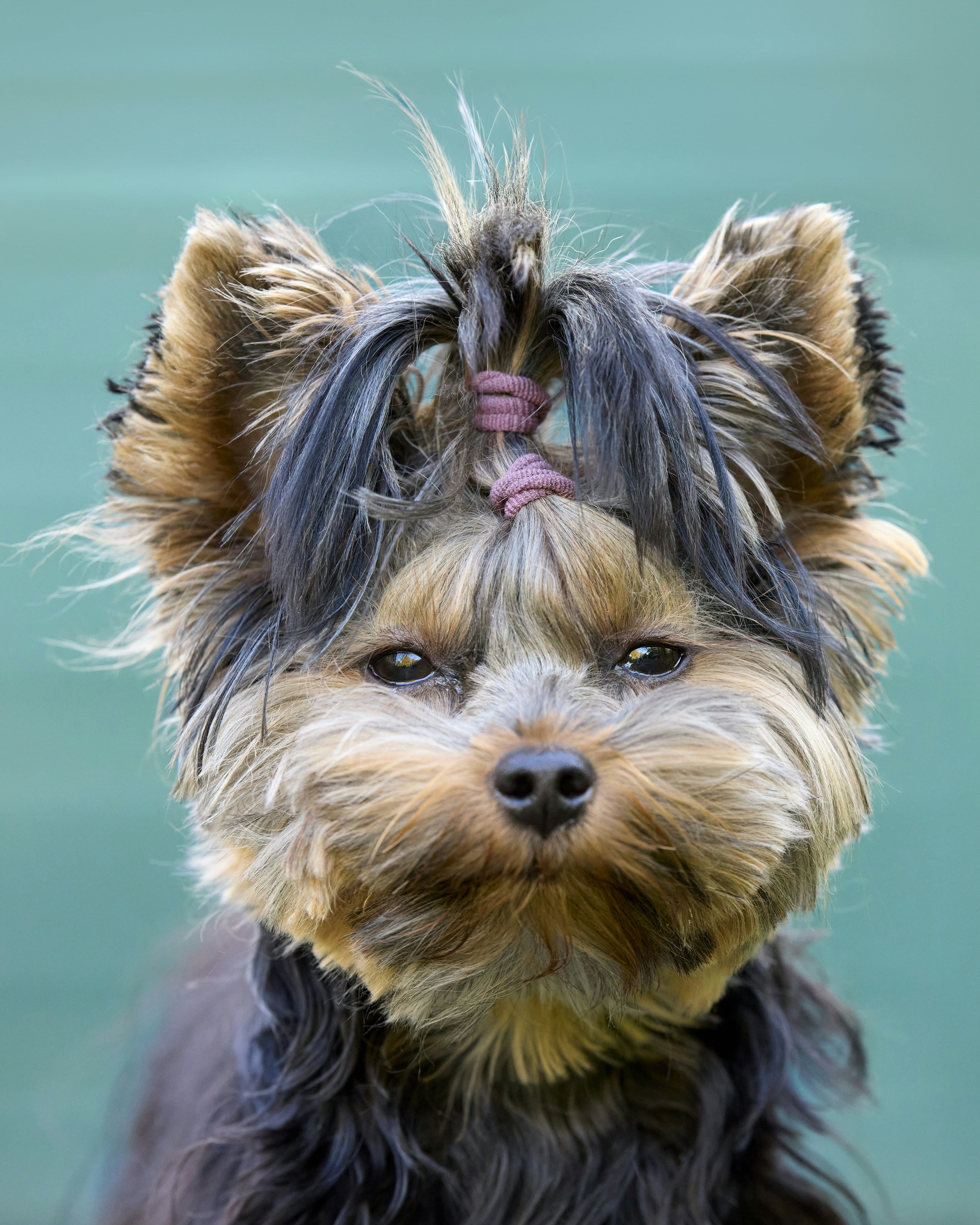 A headshot of a Yorkshire Terrier dog looking at the camera with the long fur on its head tied like a ponytail.