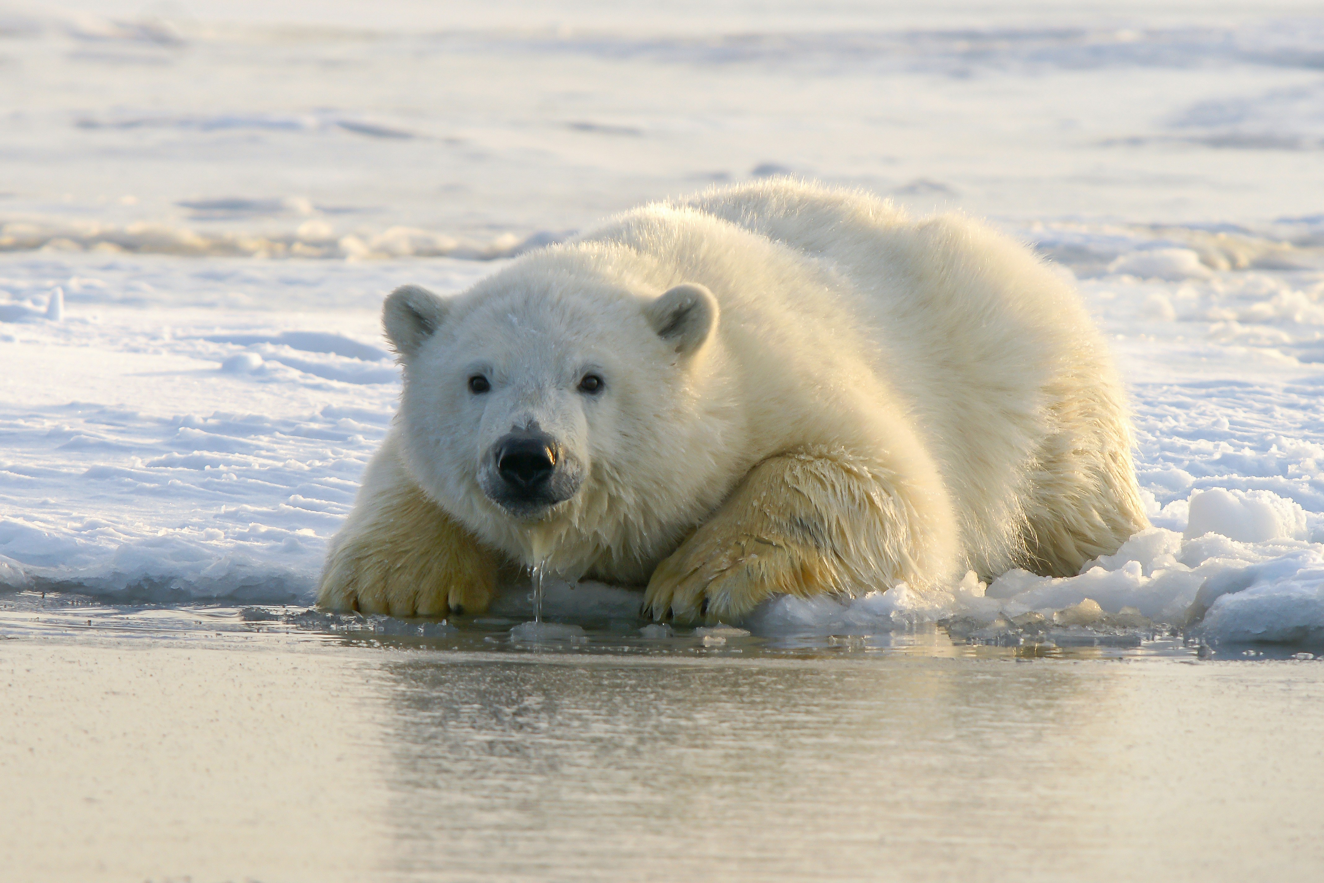 A polar bear lies down on a bed of snow and ice.