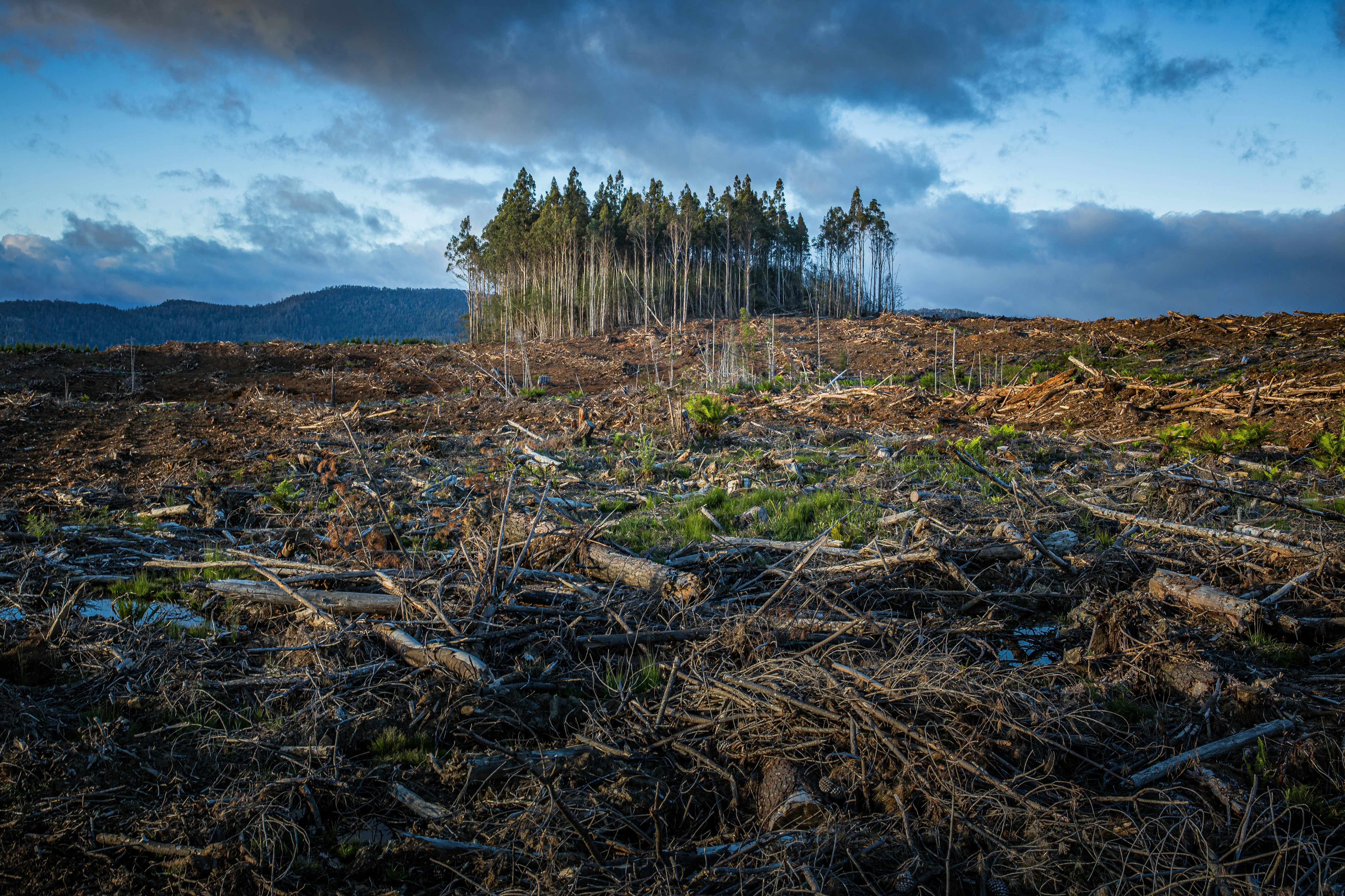 A small cluster of trees remains standing amid a large area that has been cleared for commercial logging.